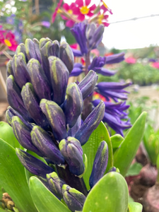Five Blue Hyacinth Bulbs (Delfts blue) Free UK Postage