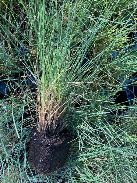 Festuca Glauca 'Festina' Ornamental Grass (Young Transplants) Free UK Delivery