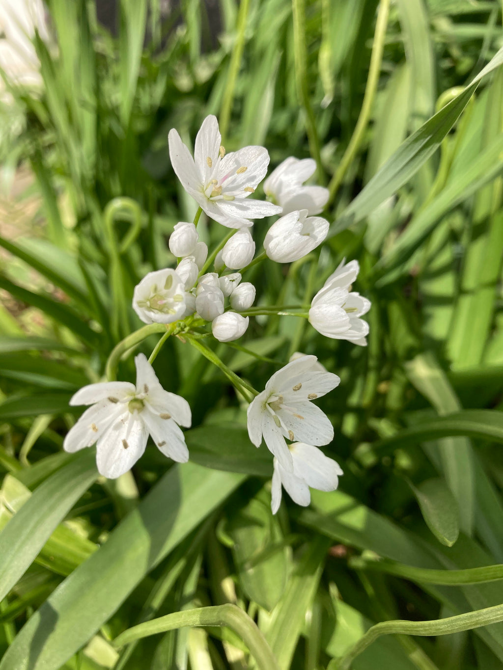 Allium neapolitanum Bulbs (Neapolitan Garlic) Free UK Postage