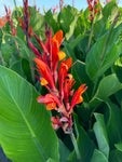 3 Canna Lily Green Leaves 'Marabout' (Tubers) Free UK Postage