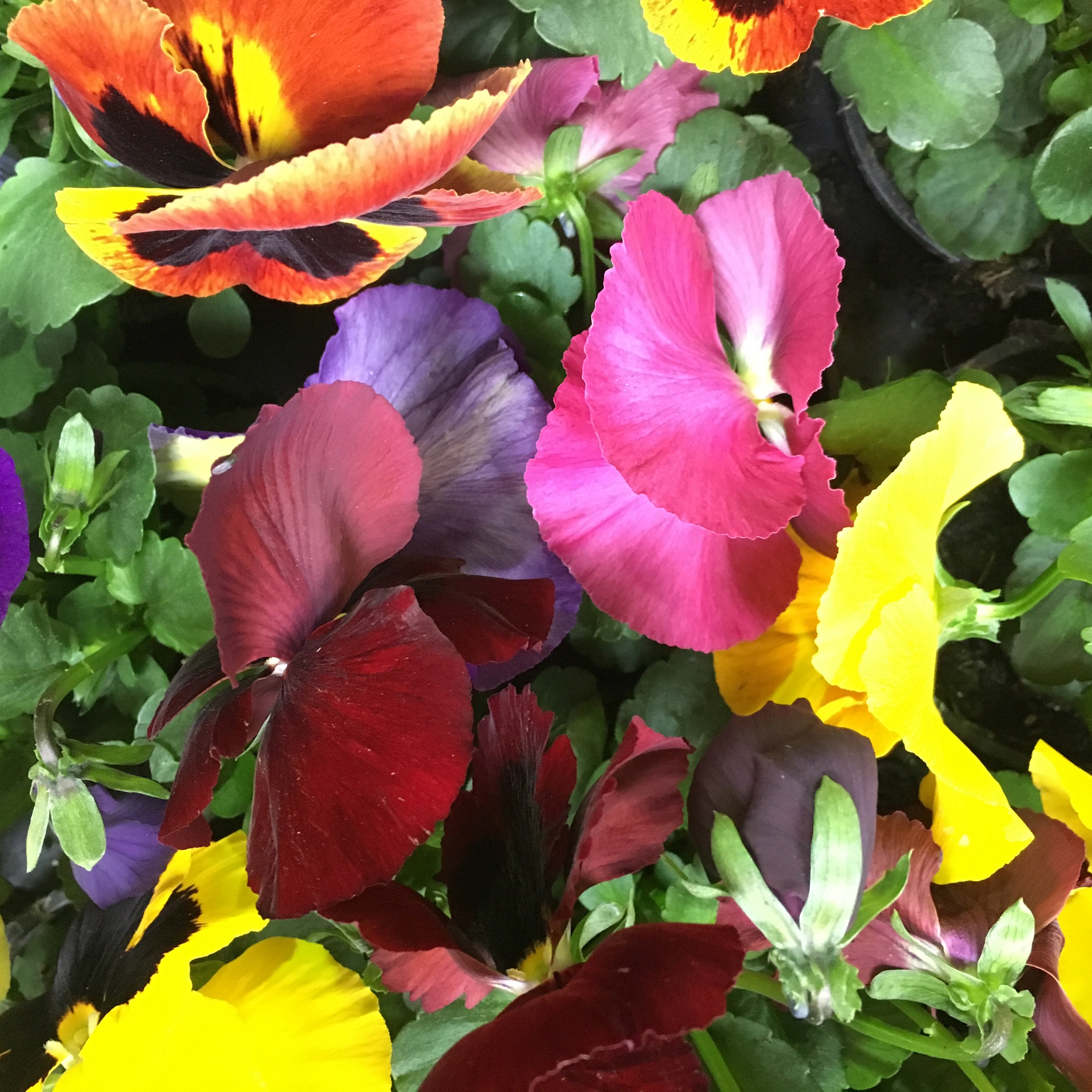 Winter-Flowering Pansies (9 cm Pots) Mixed Colours (Free UK Postage)