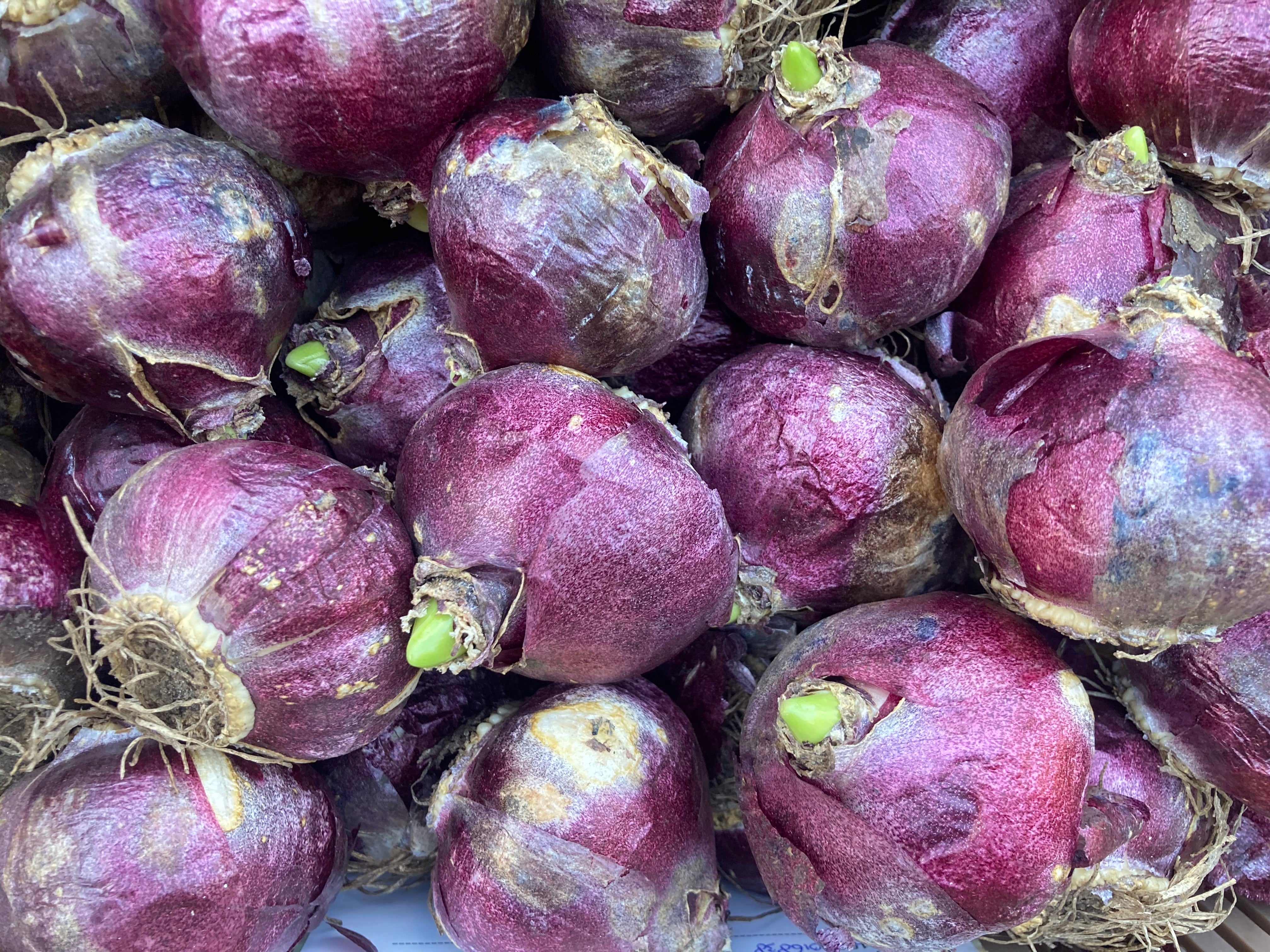 10 x Purple Hyacinth Bulbs 'Splendid Cornelia' (Free UK Postage)
