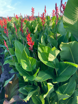 Canna Lily Green Leaves 'Marabout' (Tubers) Free UK Postage