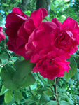 Paul's Scarlet' Red Climbing Rose (Bare Root) Free UK Postage