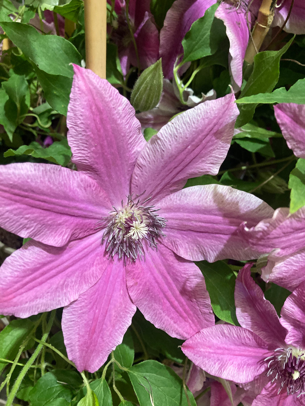 Clematis 'Carnaby’ 2 Litre Pot (Free UK Postage)