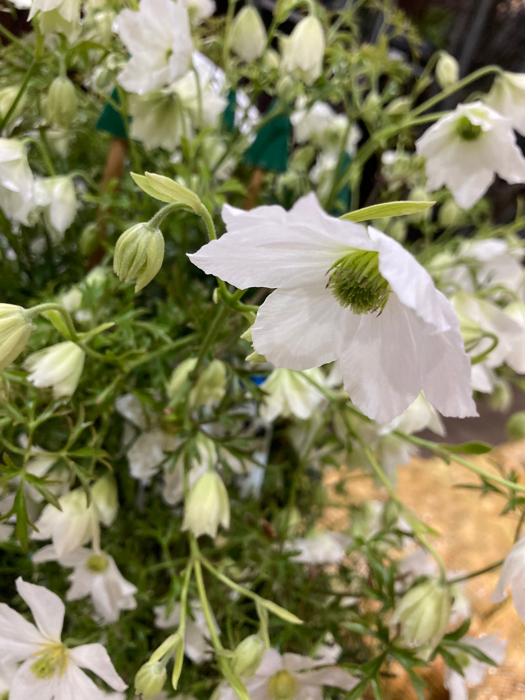 Clematis 'Early Sensation’ 2 Litre Pot (Free UK Postage)