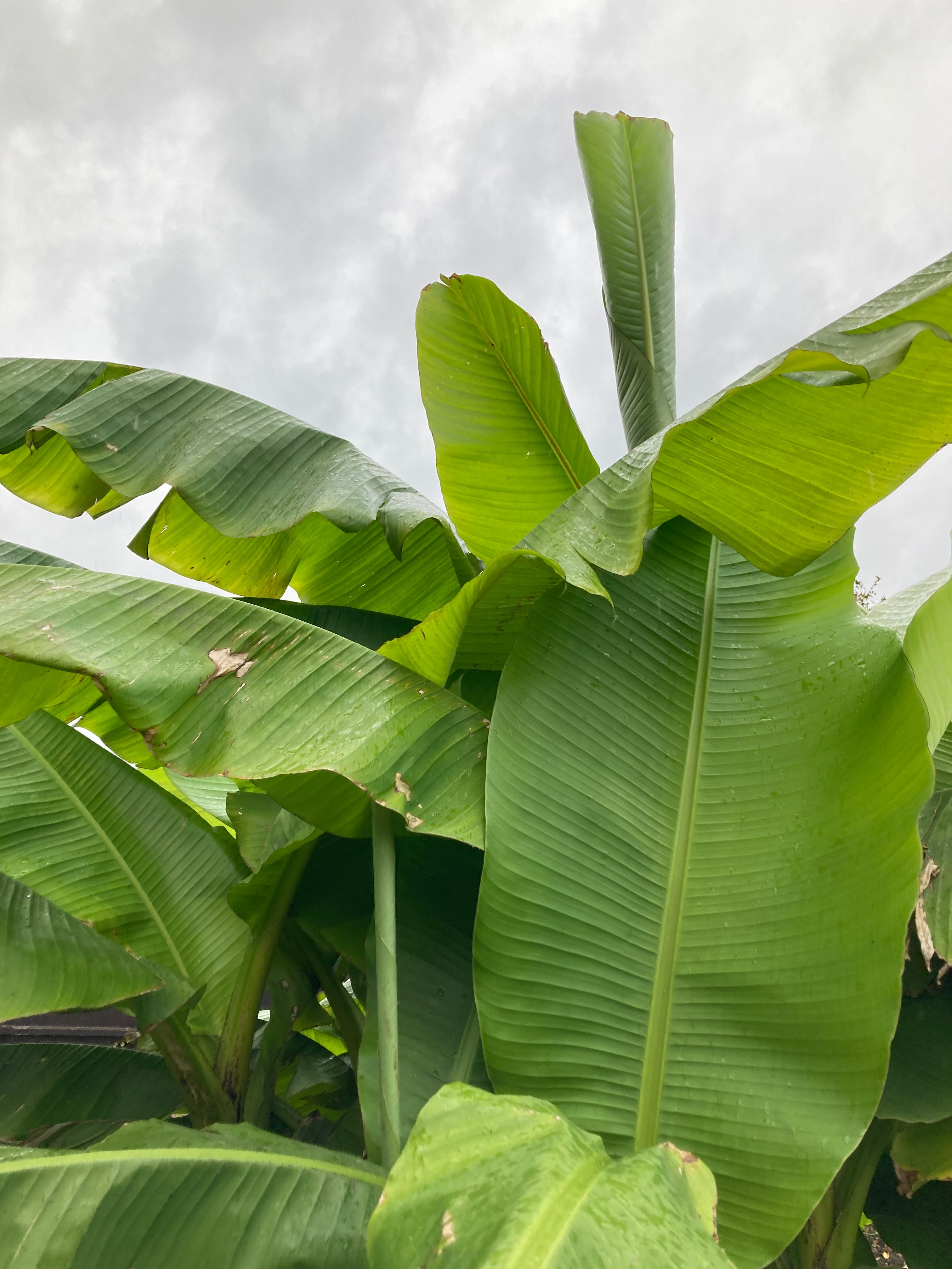 Hardy Banana Plant (2 Litre Pot) Free UK Shipping