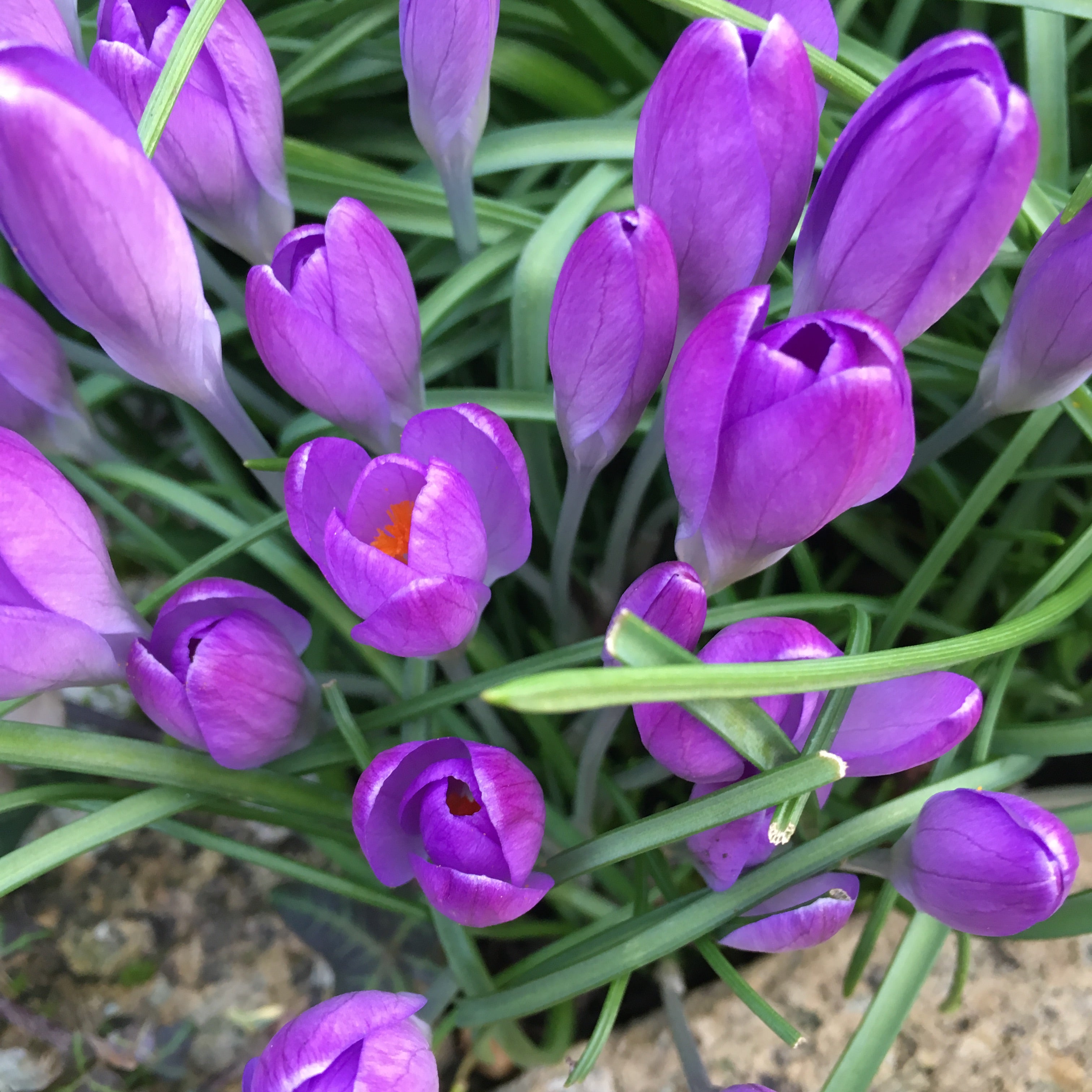 Whitewell Purple Crocus Bulbs (Free UK Postage)