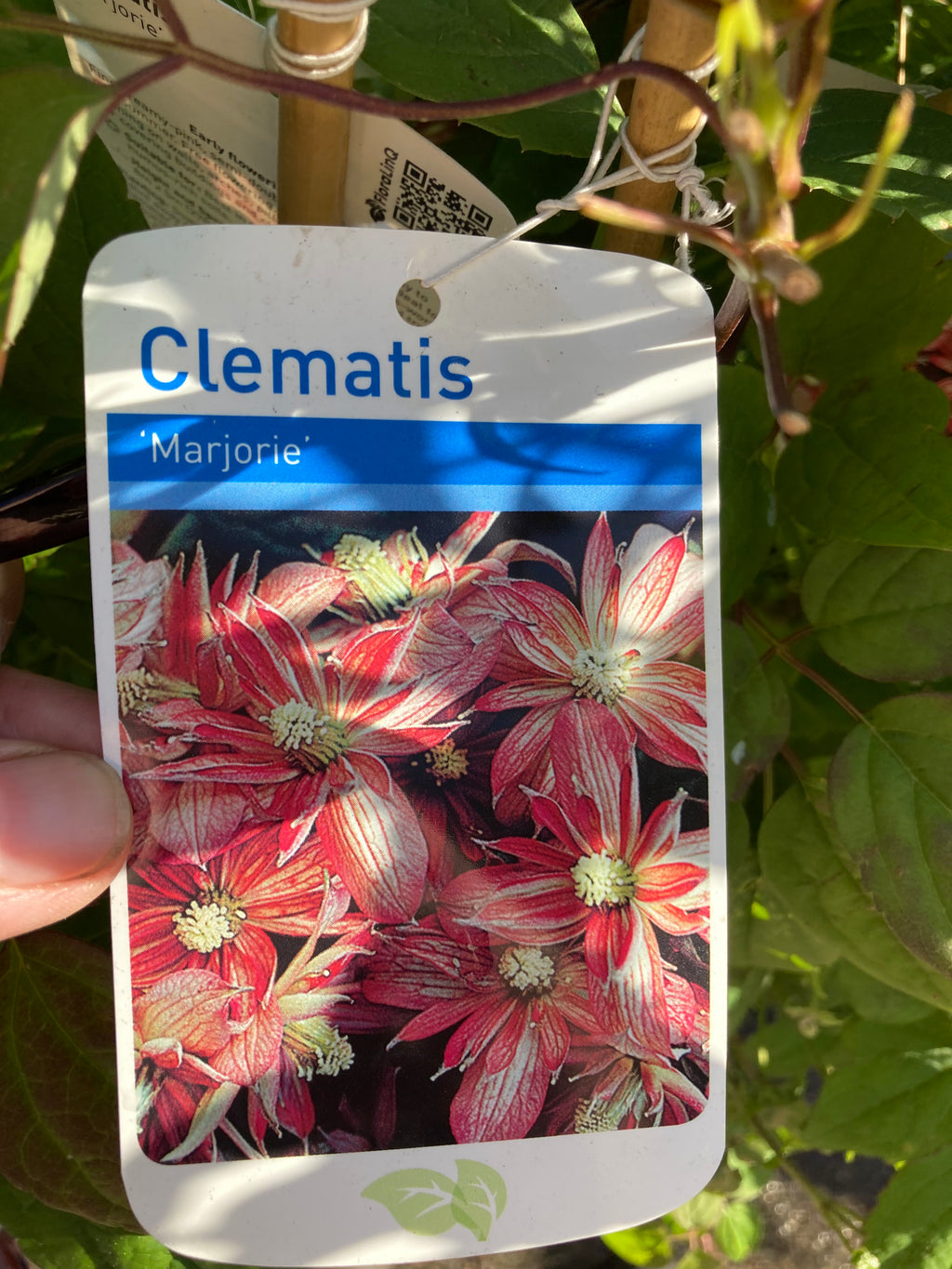 Clematis 'Marjorie’ 2 Litre Pot (Free UK Postage)