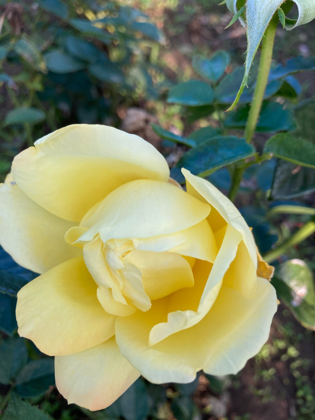 Yellow 'Arthur Bell' Floribunda Rose (Root Wrapped) Free UK Postage