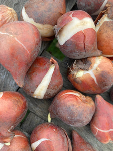 White Tulip Bulbs 'Royal Virgin' (Free UK Postage)