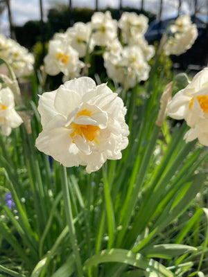 Daffodil 'White Cheerfulness' Bulbs (Narcissus) Free UK Postage