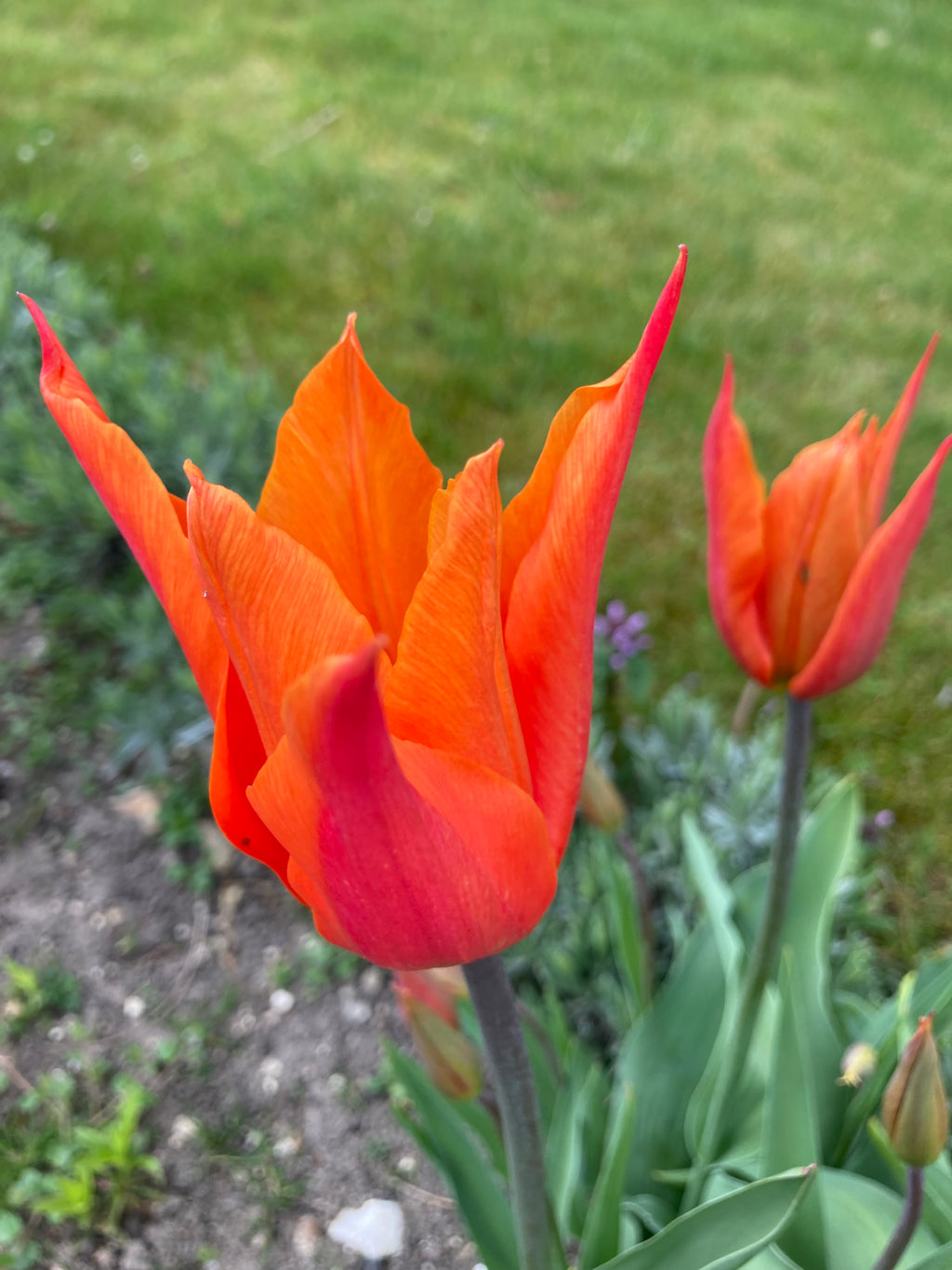 Tulip 'Ballerina' Bulbs (Free UK Postage)