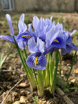Blue Dwarf Iris or Iris reticulata Bulbs (Free Postage UK)
