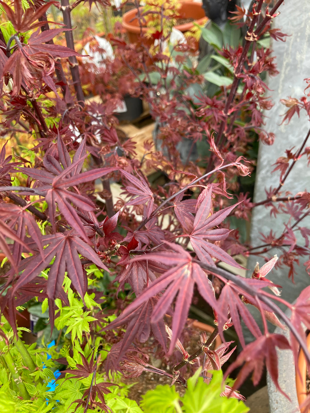 Acer palmatum 'Atropurpureum' or Cut Leaf Acer (9 cm Dia Pots) Free UK Postage
