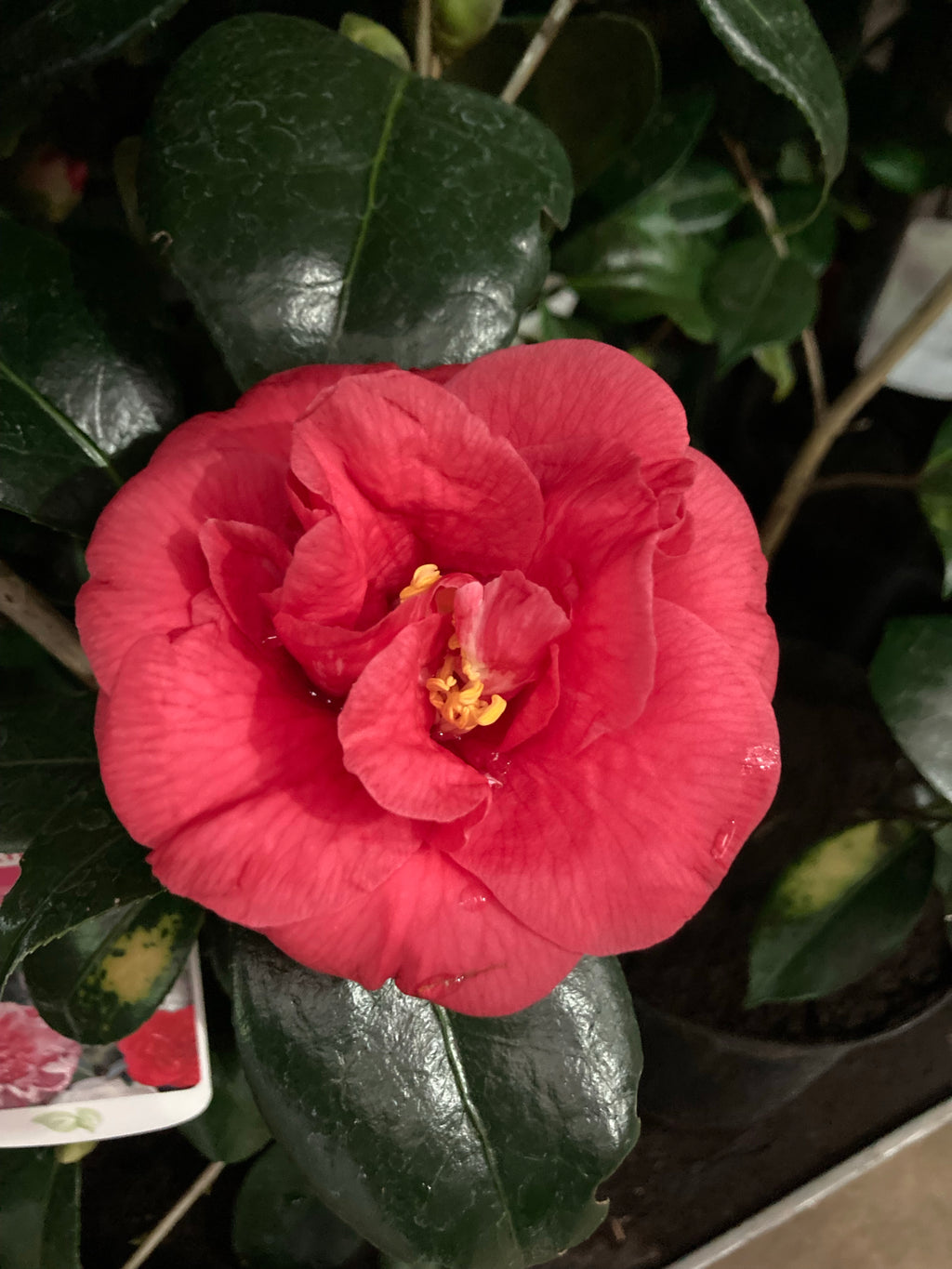 Red Camellia Shrub (60 cm Height) Free UK Postage
