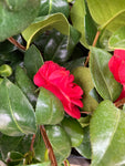 Camellia 'Lady Campbell' (9 cm Dia Pots) Free UK Postage