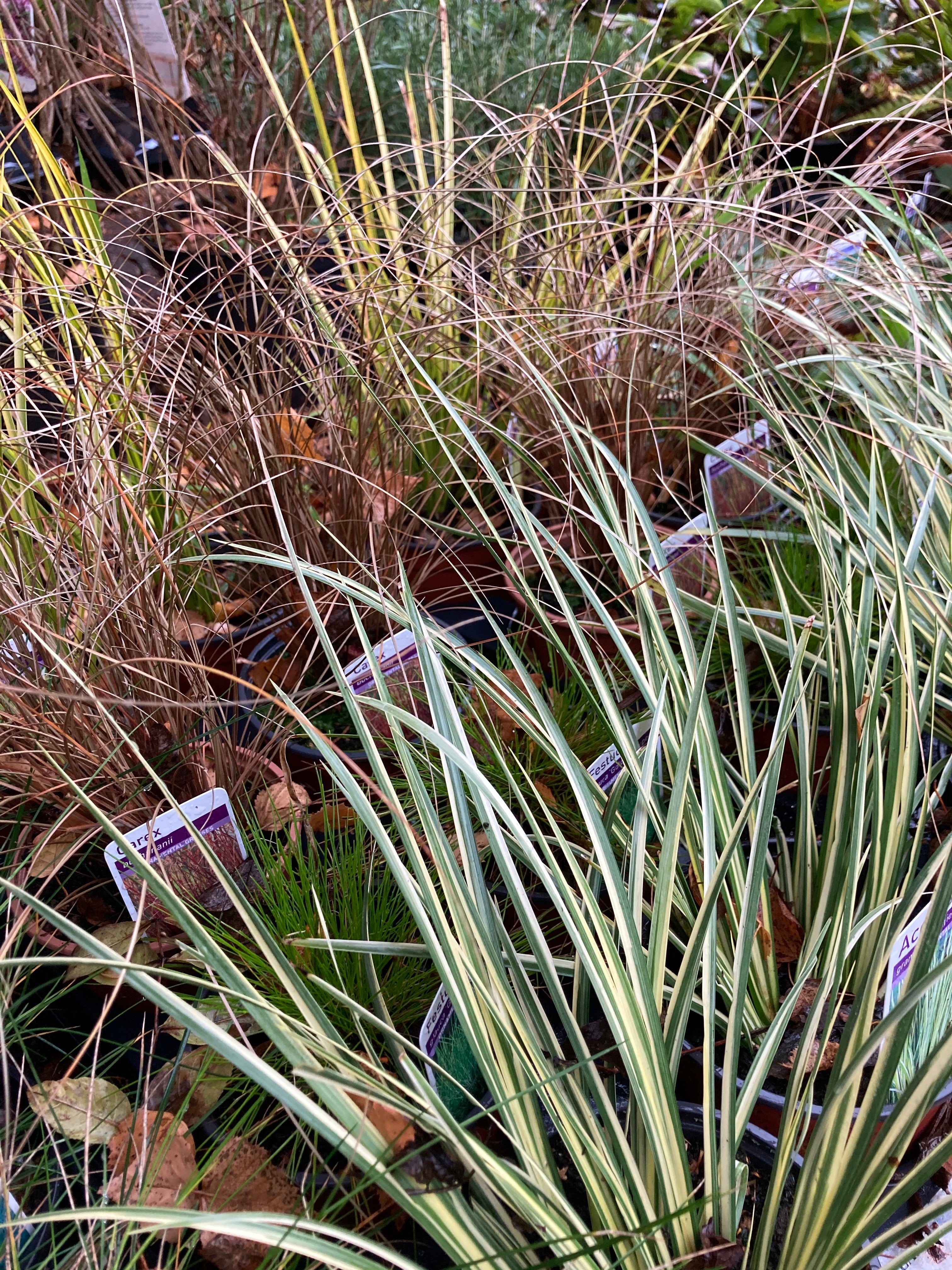 Selection of Mixed Ornamental Grasses (Young Transplants) Free UK Delivery