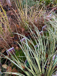 Selection of Mixed Ornamental Grasses (Young Transplants) Free UK Delivery