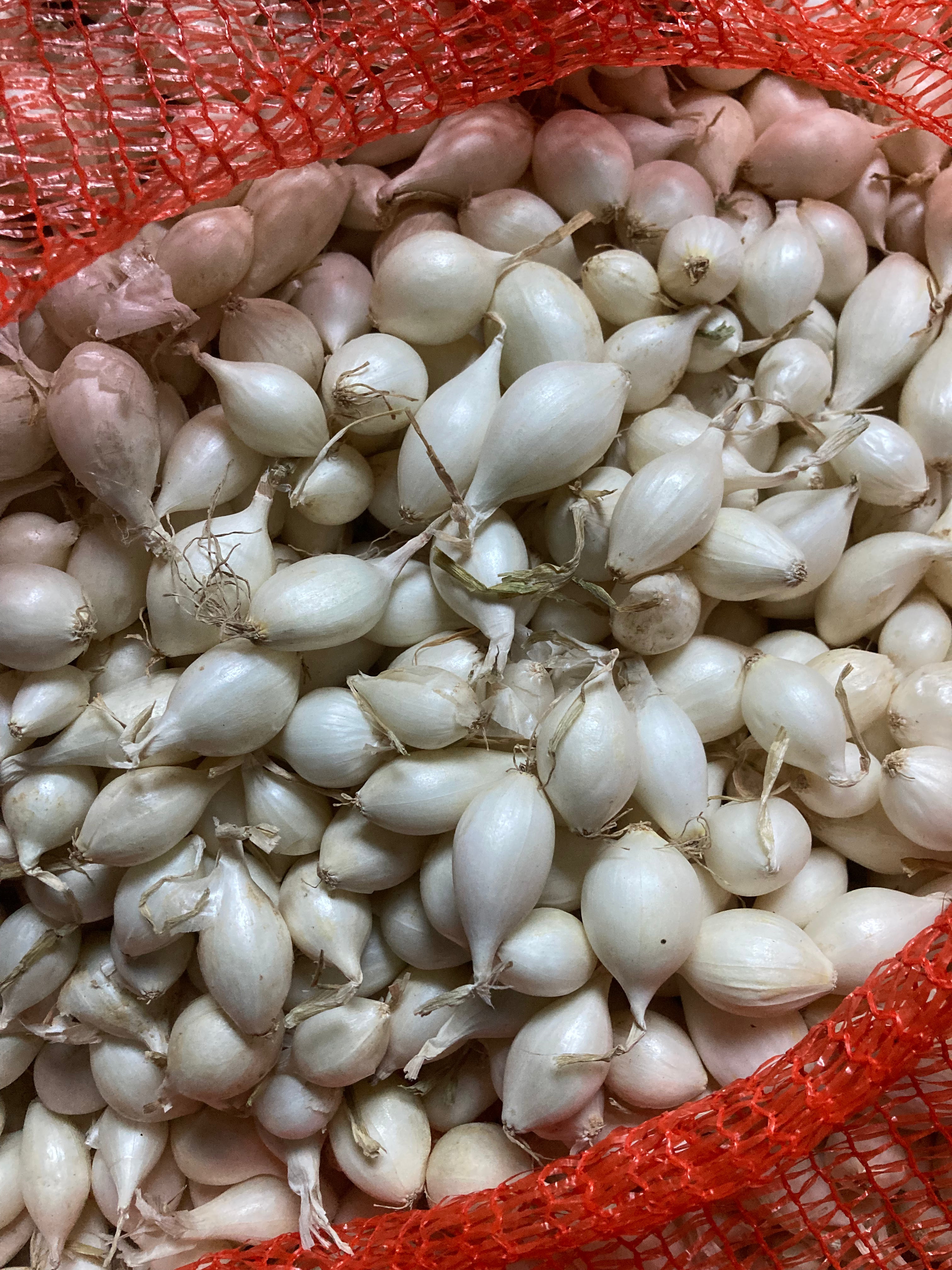 Overwintering White Onion Sets 'Snowball' Variety To Plant and Grow Yourself (Free UK Postage)