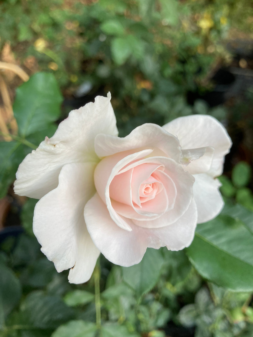 2 x Beautiful 'Margaret Merril' Floribunda Rose (Root Wrapped) Free UK Postage