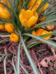 Fragrant Crocus chrysanthus var. fuscotinctus Bulbs (Free UK Postage)