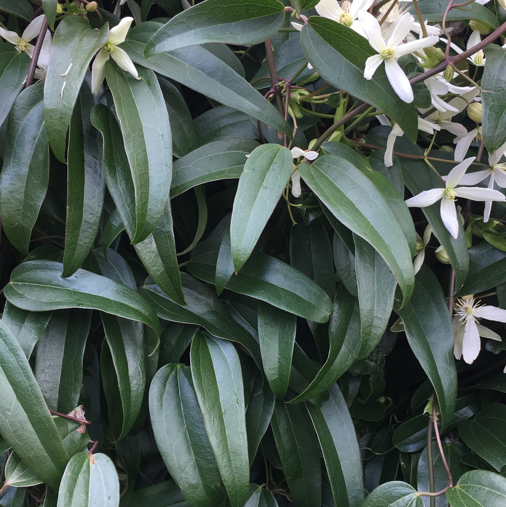 Evergreen Winter-flowering Clematis 'Snowdrift' 2 Litre Pot (Free UK Postage)