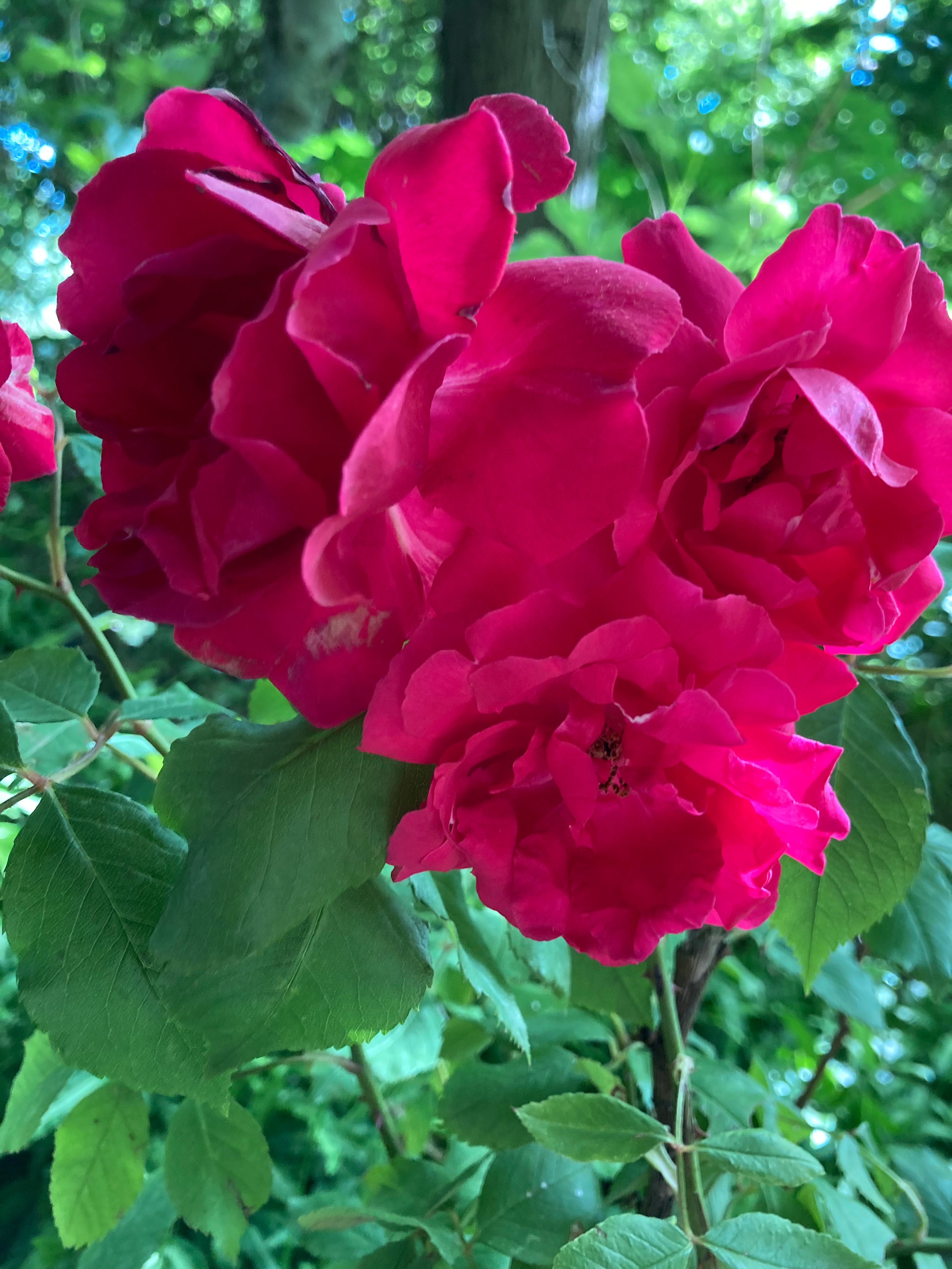 2 x 'Paul's Scarlet' Red Climbing Rose (Root Wrapped) Free UK Postage