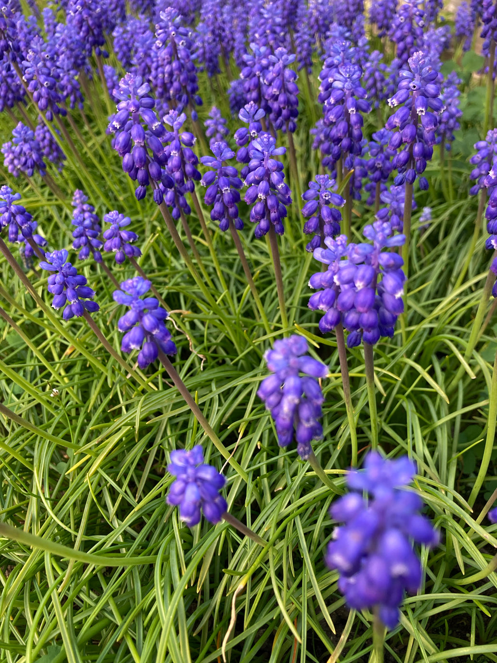 Twenty Muscari Bulbs (Grape Hyacinth) Free UK Postage