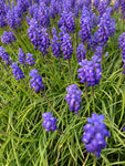 Twenty Muscari Bulbs (Grape Hyacinth) Free UK Postage