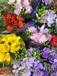 10 x Mixed Colours Freesia Bulbs For Sale (Free UK Postage)