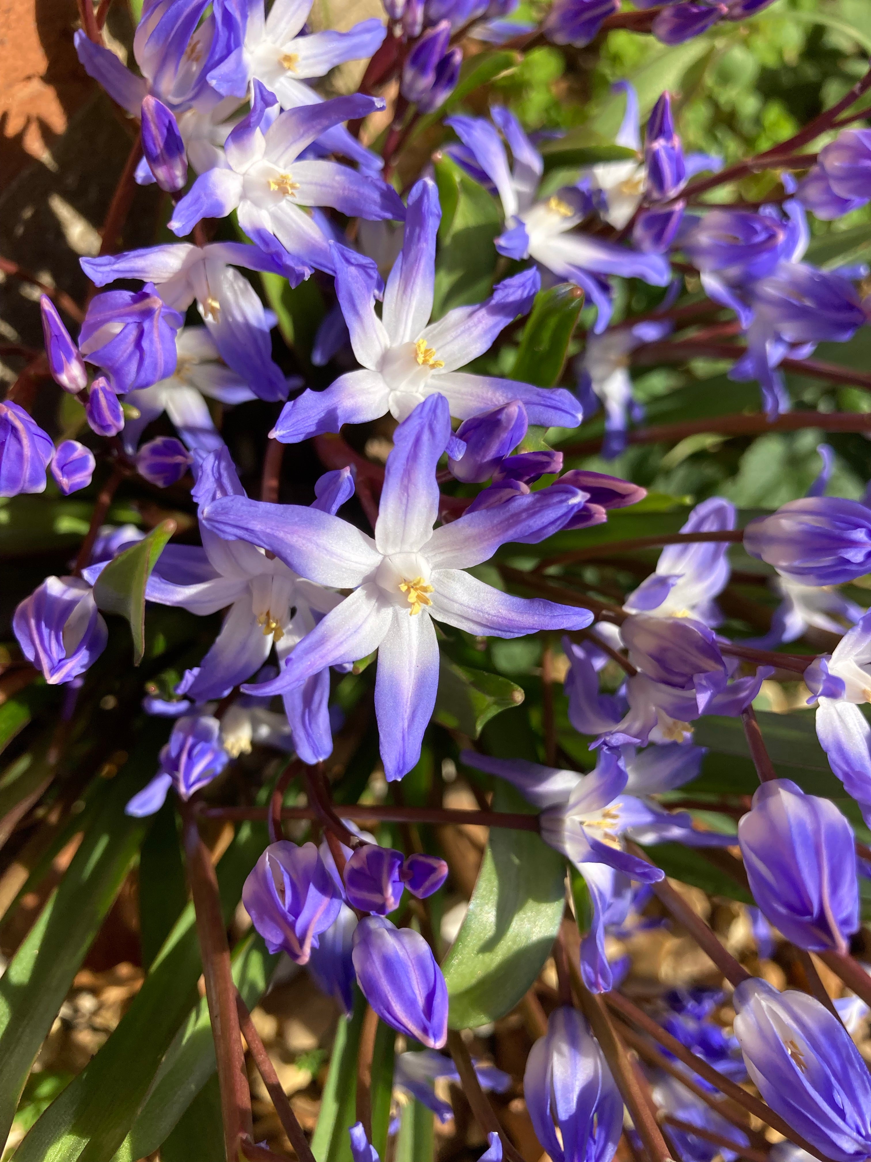 Chionodoxa Bulbs 'Blue Giant' (Free UK Postage)