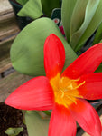 10 x Tulip 'Scarlet Baby' Bulbs (Free UK Postage)