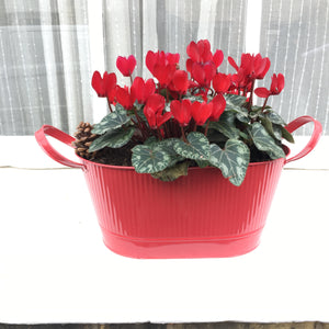 Red Cyclamen Plants (Cyclamen neapolitanum) 9cm Dia Pots (Free UK Postage)