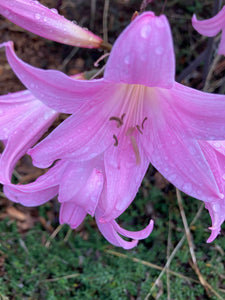 Pink Amaryllis belladonna Bulbs To Plant Yourself (Free UK Postage)
