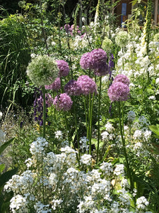 20 Beautiful Mixed Alliums Ready to Plant (Free UK Postage)