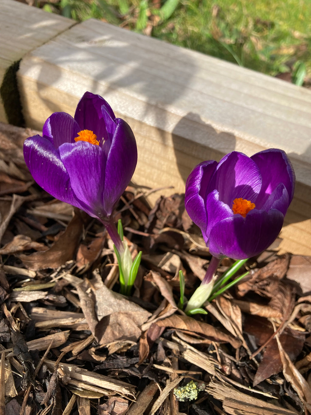 Purple Crocus 'Flower Record' Bulbs (Free UK Postage)