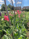 Mixed Sweet Pea Plants (in a 10cm Dia Pot) Free UK Postage