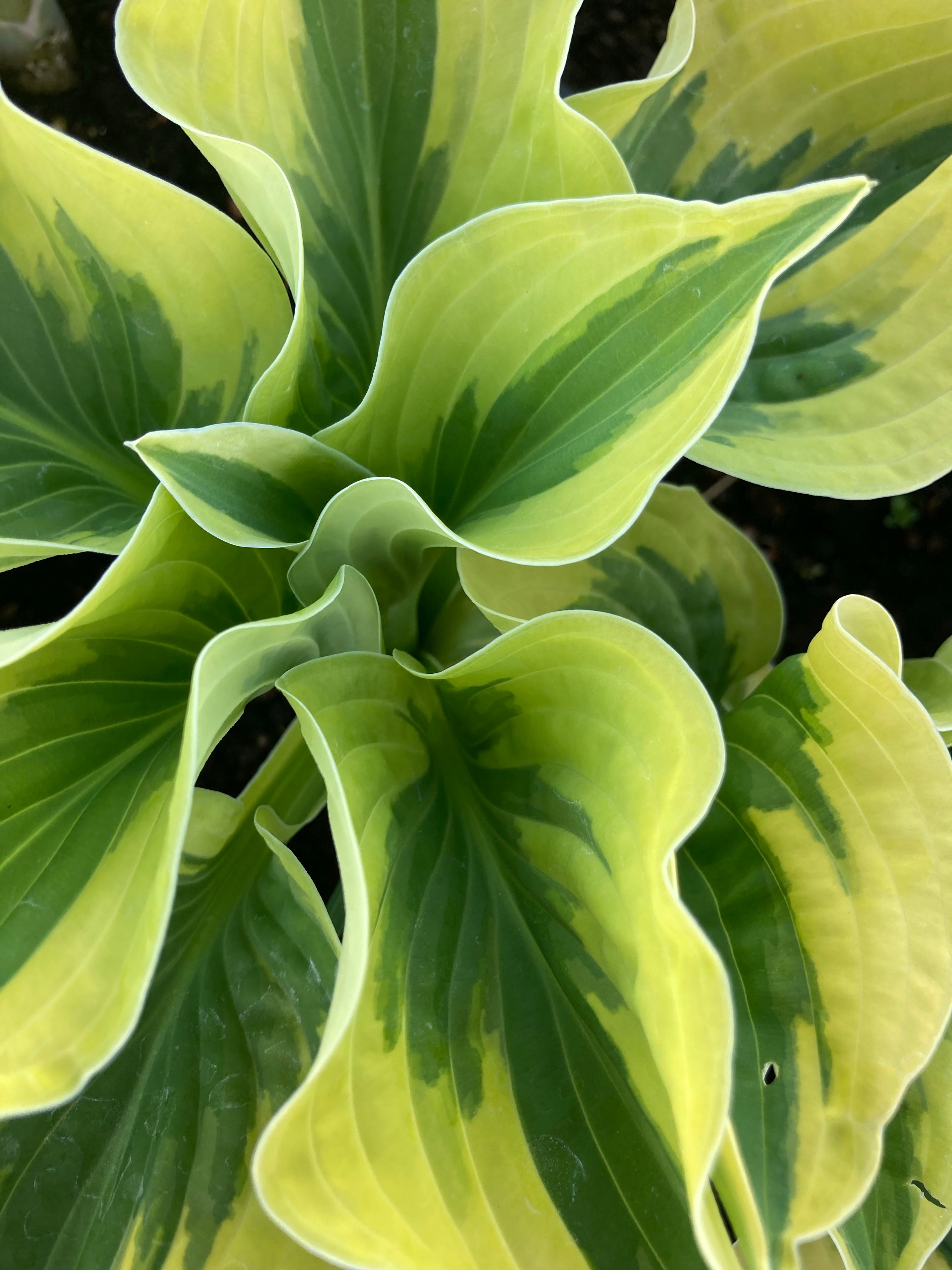 Hosta 'Wide Brim' (Budding Section of Bare-Root) Free UK Postage