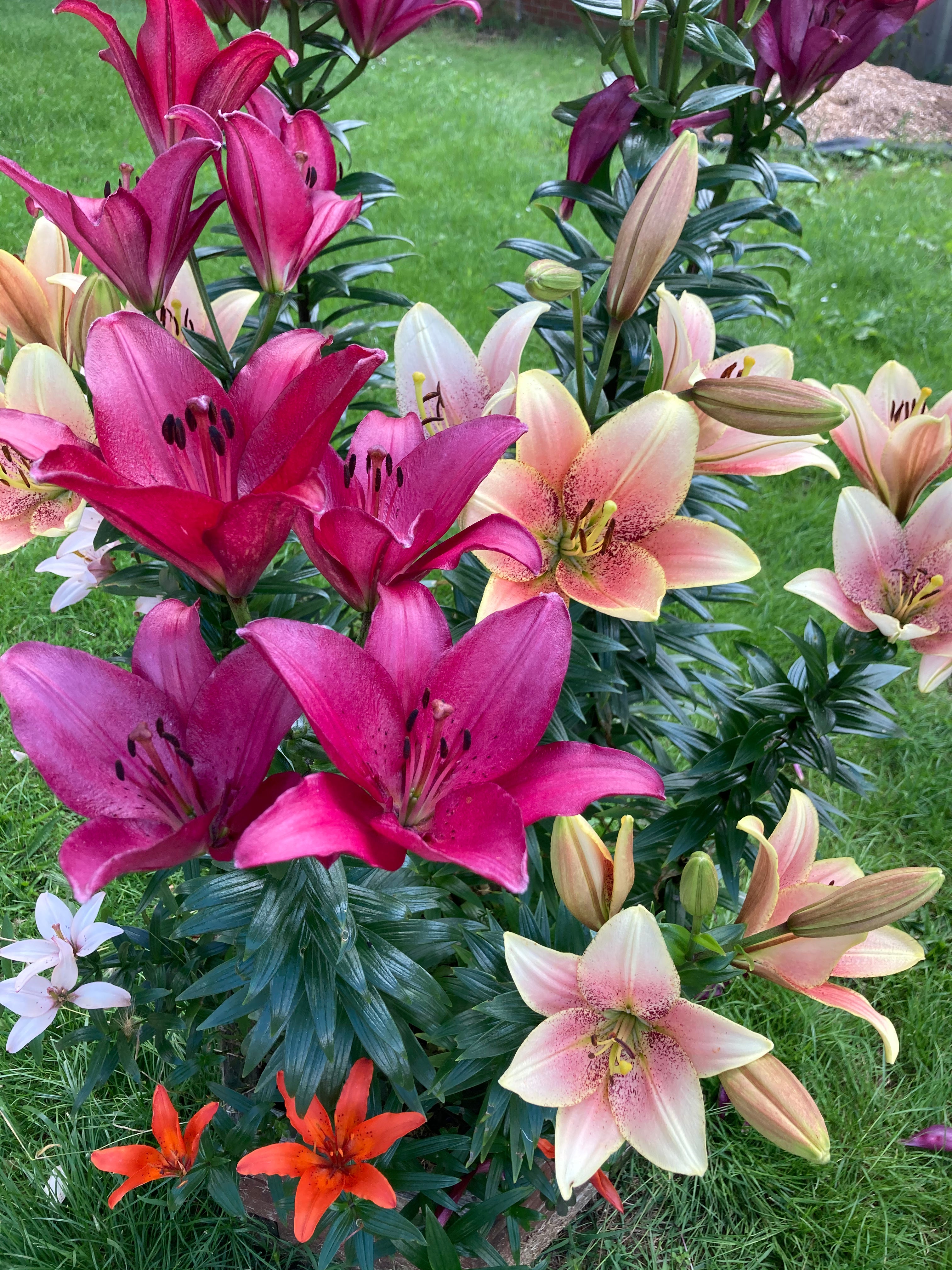 6 x Scented lilies (mixed) (tubers) (Free UK postage)