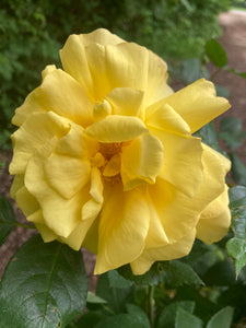 Yellow 'Grandpa Dickson' Hybrid T Rose (Containerised 2 Litre Pot) Free UK Postage