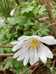 White Splendour' (Anemone blanda) Corms (Free UK Postage)