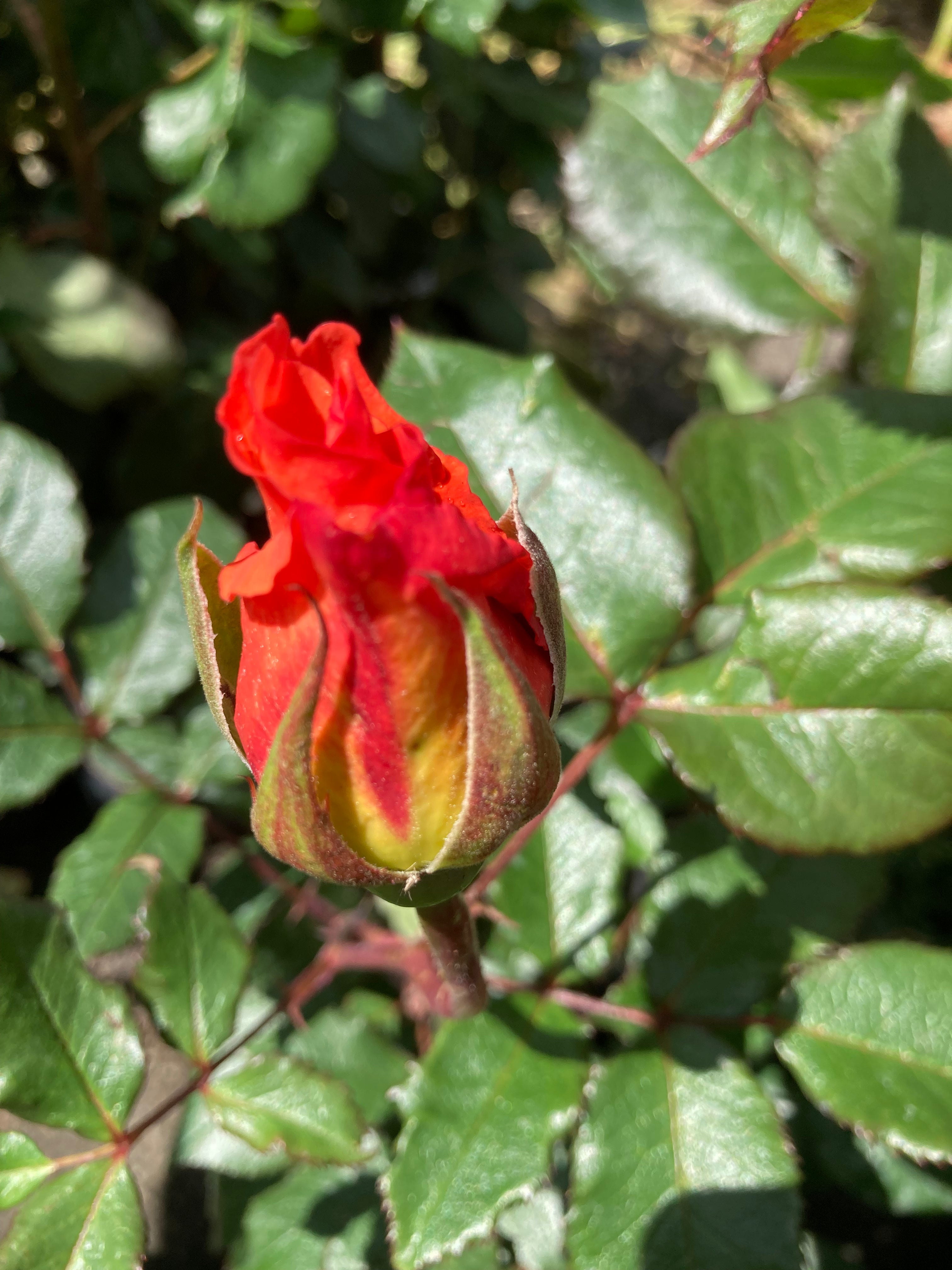 'Doris Tysterman' Hybrid T Rose (Root-Wrapped) Free UK Postage