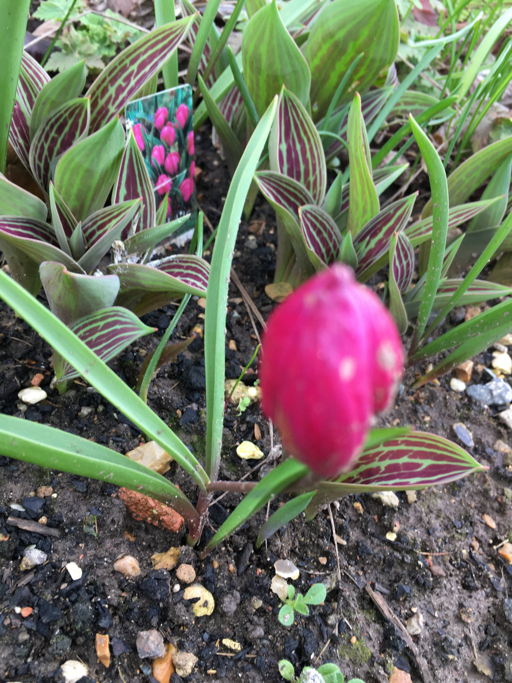 Tulip Bulbs ‘Little Beauty’ (Free UK Postage)