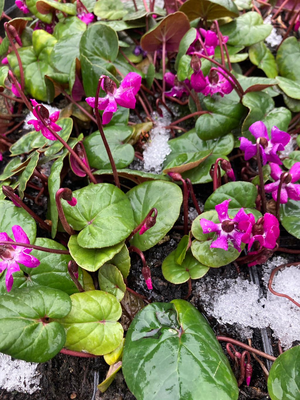 Dark-Pink hardy Cyclamen or Cyclamen coum Plants in 9cm Dia Pots (Free UK Postage)