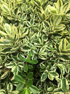 Hebe x andersonii 'Variegata' (5cm Transplants or 'Plug Plants') Free UK Delivery