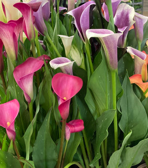 Mixed Calla Lily Corms (Zantedeschia) Free UK Postage