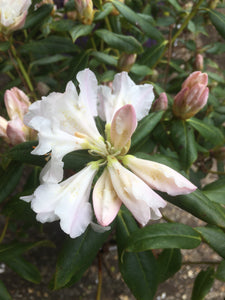White Rhododendron (Free UK Postage)
