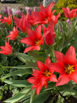 Tulip 'Oriental Beauty' Bulbs (Free UK Postage)