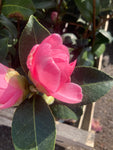 Camellia 'E.G. Waterhouse' (9 cm Dia Pots) Free UK Postage